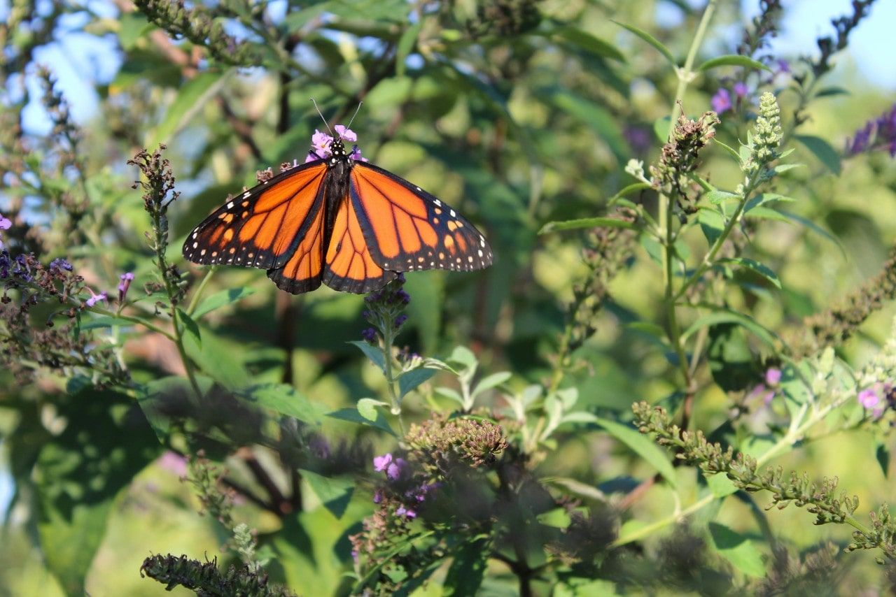 A monarch butterfly sitting on a plant at a state park in Virginia Beach.